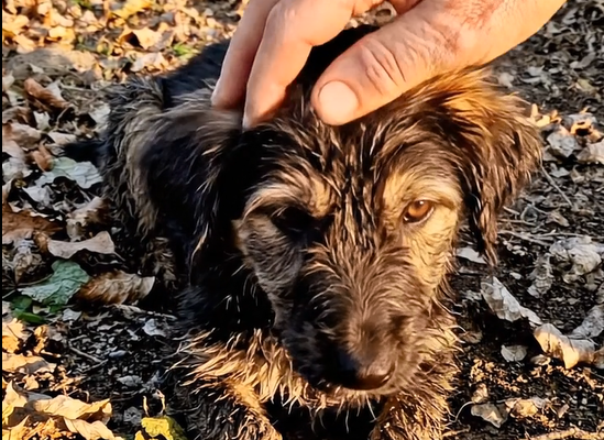 Láttam, hogy valaki kidobta ezt a kutyát egy autóból az autópályán, és három nappal később újra megtaláltam.