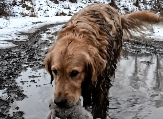 2023 októberének végén elkezdtek hívásokat kapni az irodánk. Egy golden retriever, egy plüssállat