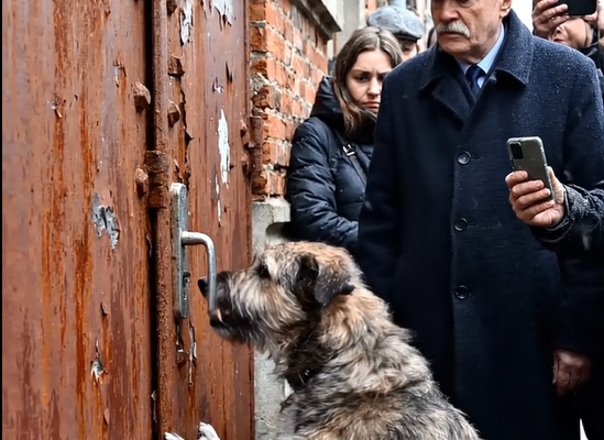 Miért könyörgött ez a kutya, hogy valaki kinyissa ezt az ajtót, ami évek óta zárva volt?